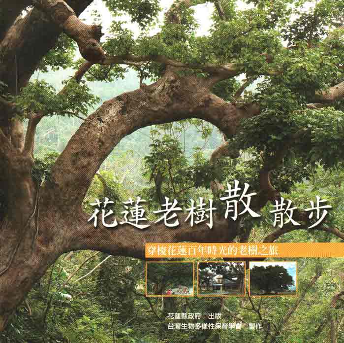 花蓮老樹散散步