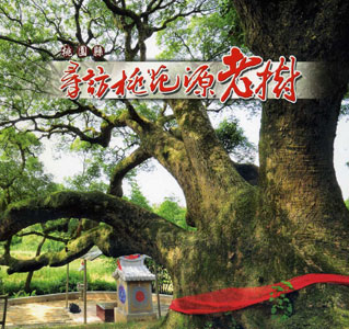 桃園縣－尋訪桃花源老樹